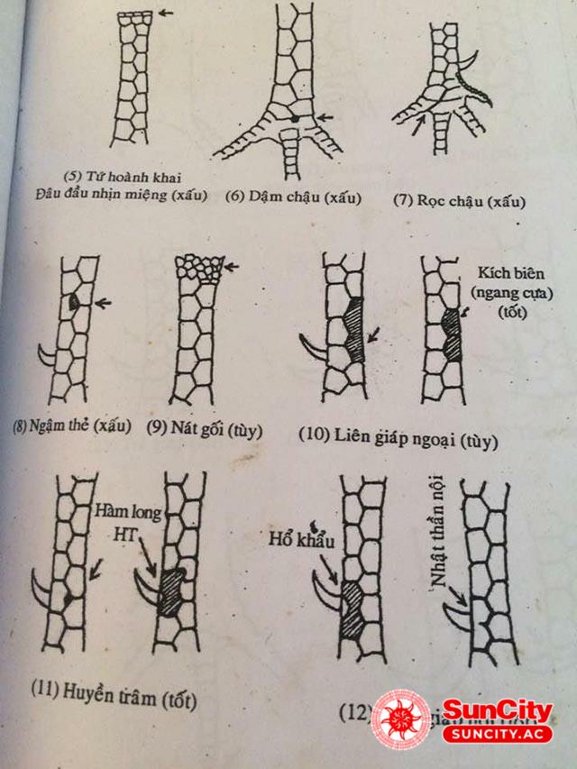 Một số loại vảy gà chọi độc được nhiều anh em yêu thích hiện nay