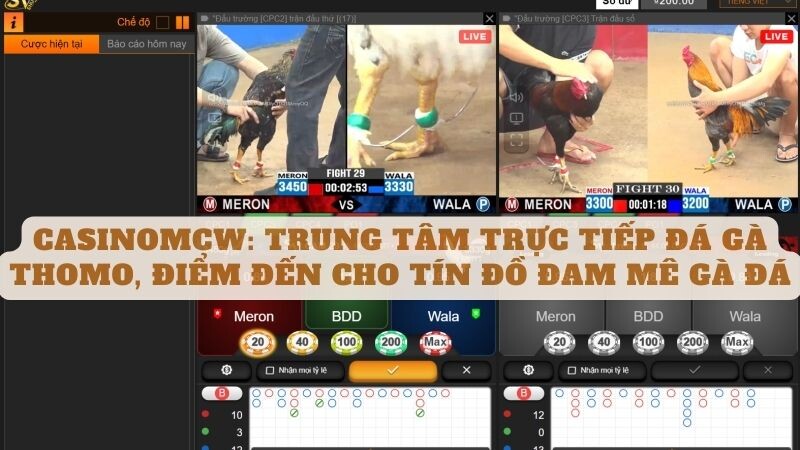 Casinomcw: Trung tâm trực tiếp đá gà thomo, điểm đến cho tín đồ đam mê gà đá